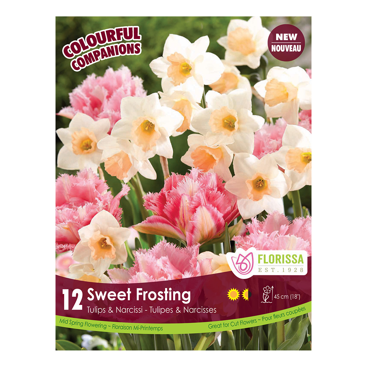 Colorful Companions 'Sweet Frosting' Bulbs 12PK