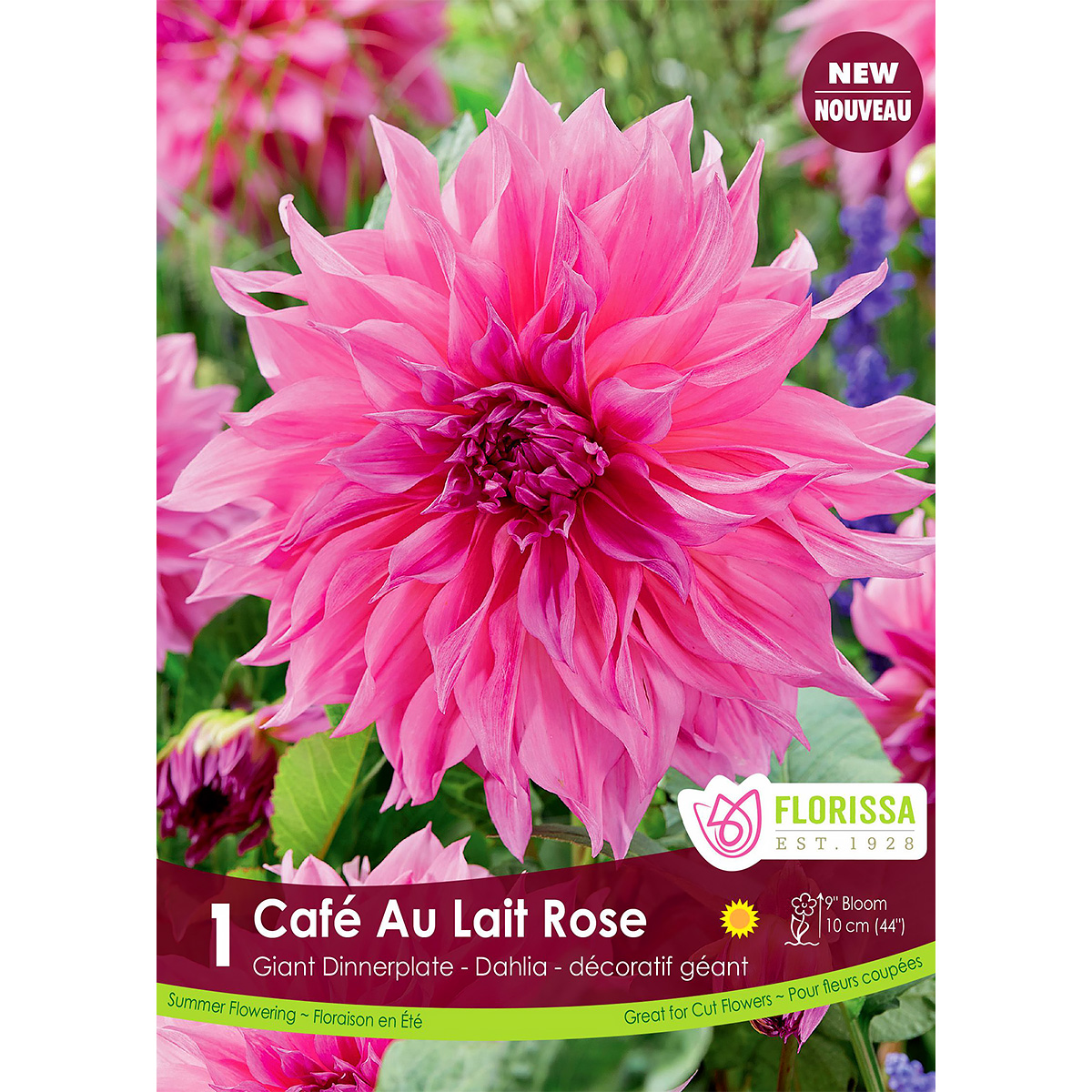 Dinnerplate Dahlia 'Cafe Au Lait Rose' Tuber 