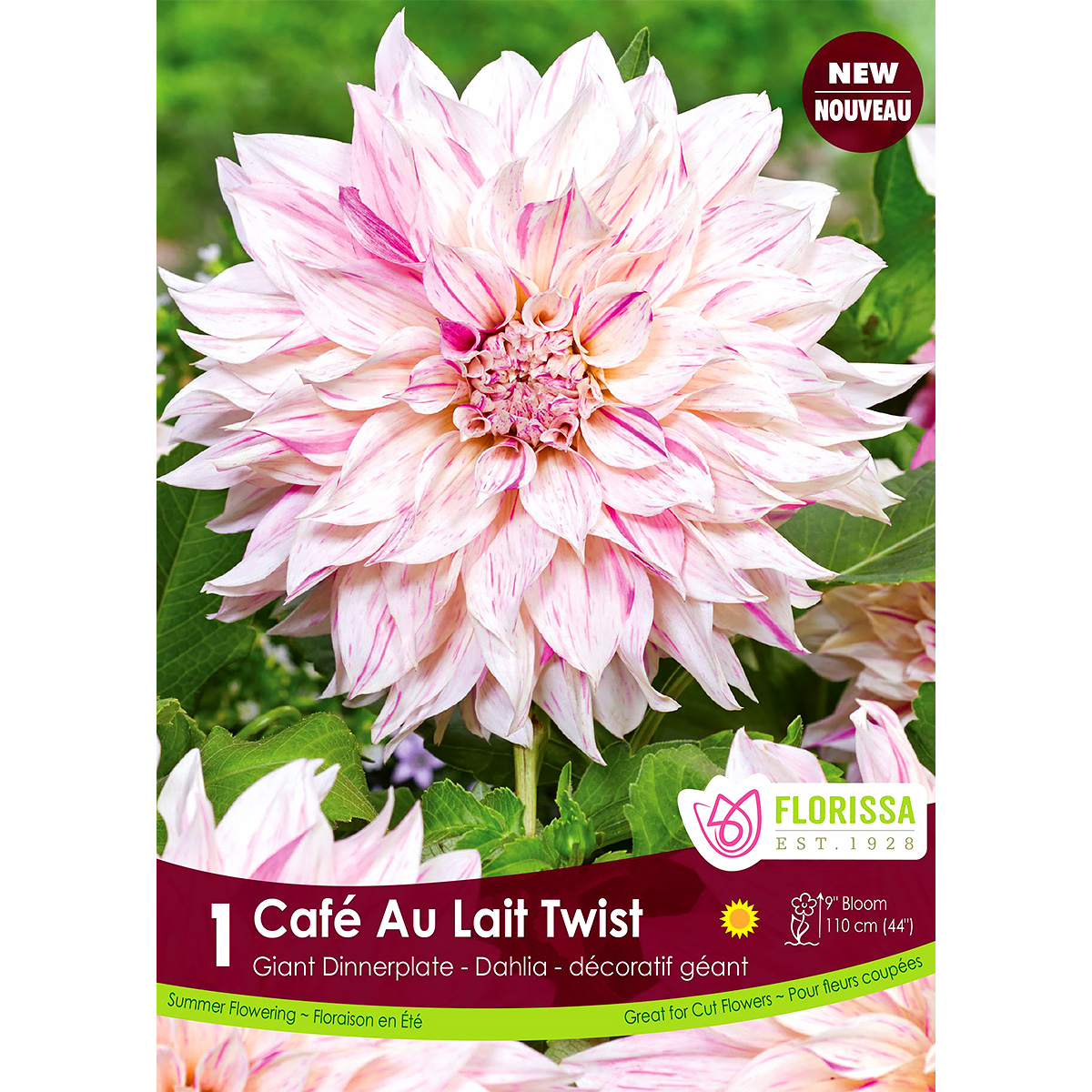 Dinnerplate Dahlia 'Cafe Au Lait Twist' Tuber  