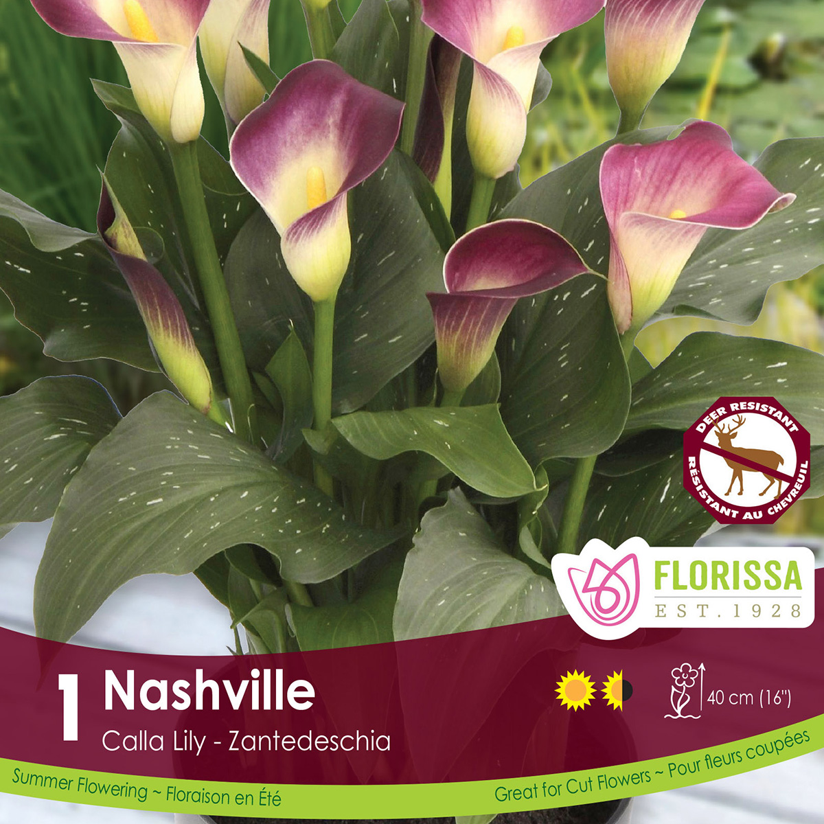 Calla Lily 'Nashville'