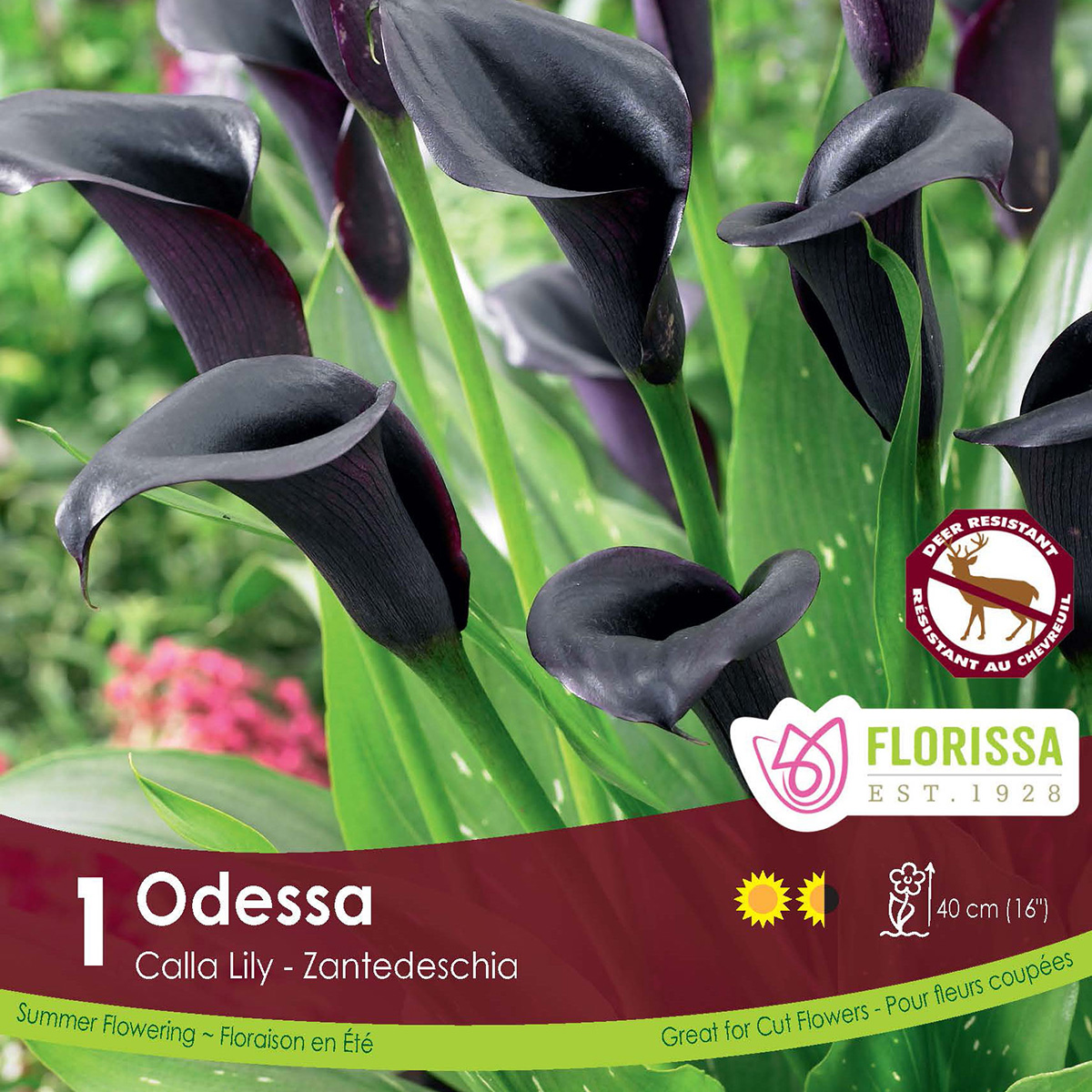 Calla Lily Odessa Bulbs