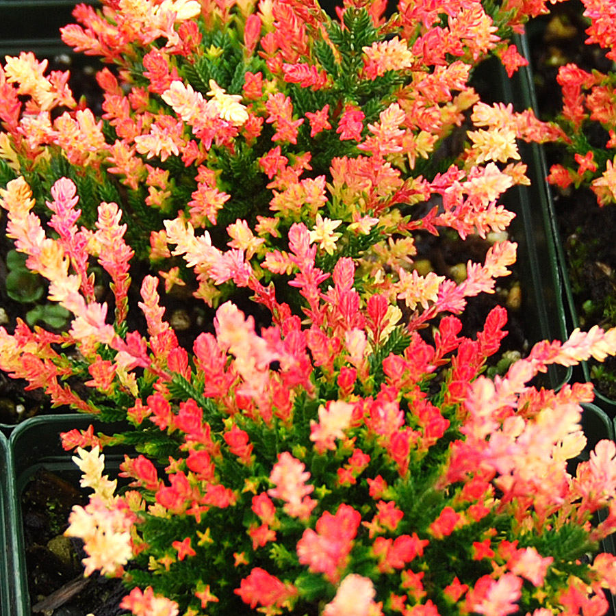 Calluna vulgaris 'Michelle'