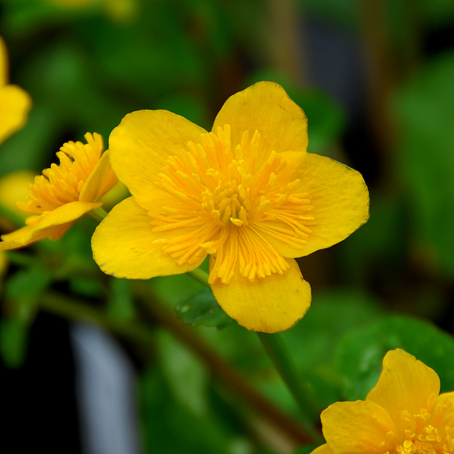 Caltha Palustris