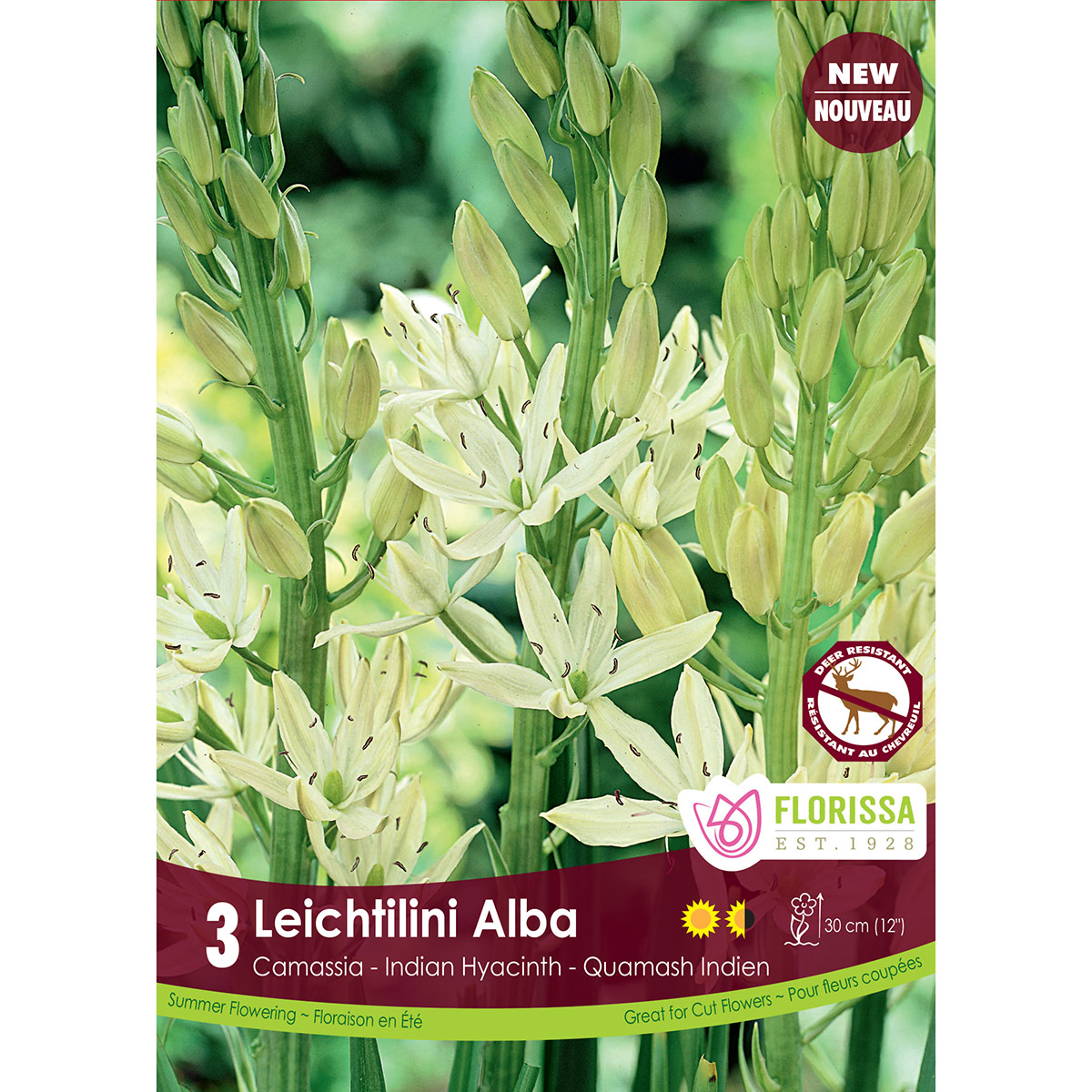 Camassia 'Leichtlinii Alba' Bulbs 3PK