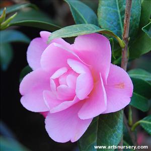 Camellia x 'Nicky Crisp'