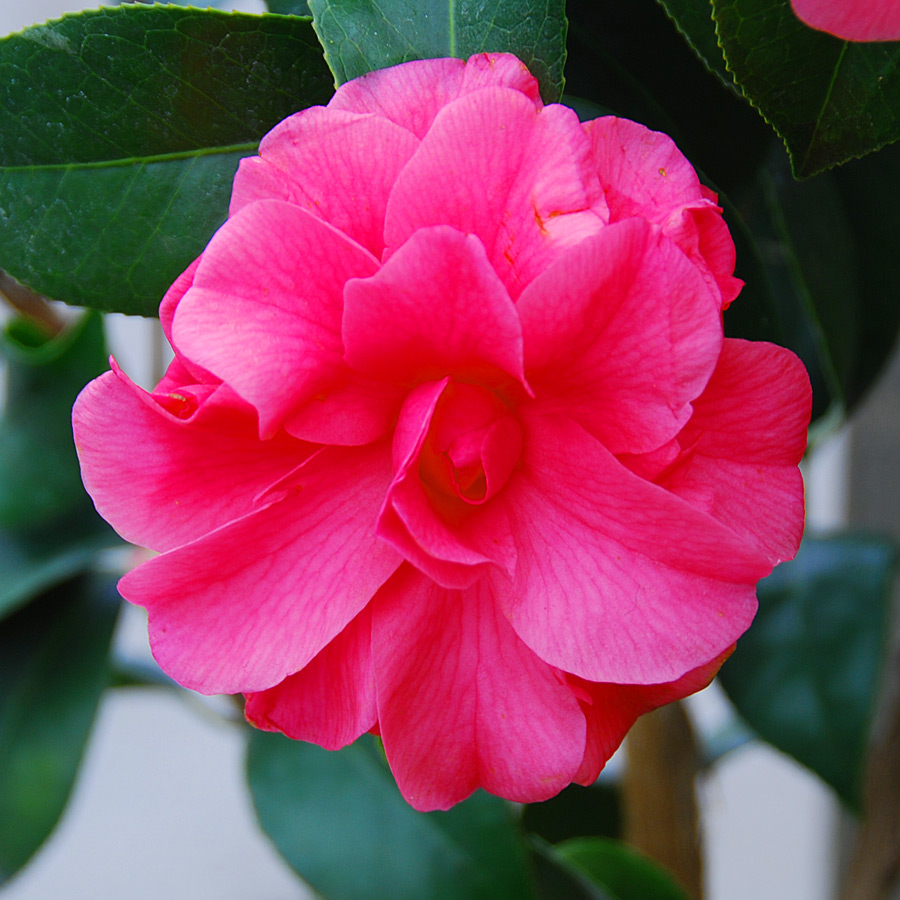 Camellia japonica 'Kumasaka'