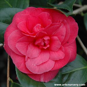 Camellia japonica 'Mathotiana'