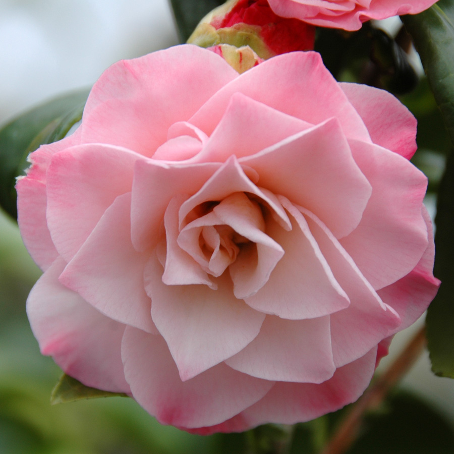 Camellia japonica 'Nuccio's Jewel'