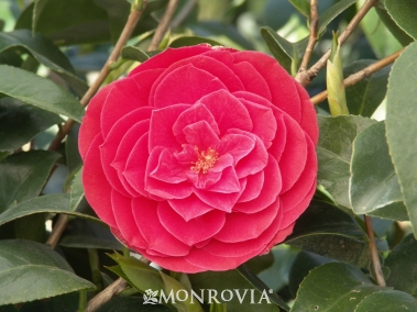 Camellia japonica 'Tom Knudsen'