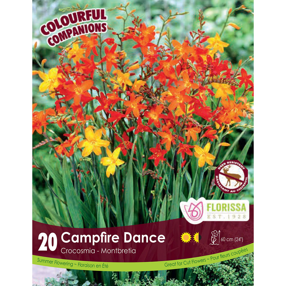 Crocosmia 'Campfire Dance' Bulbs