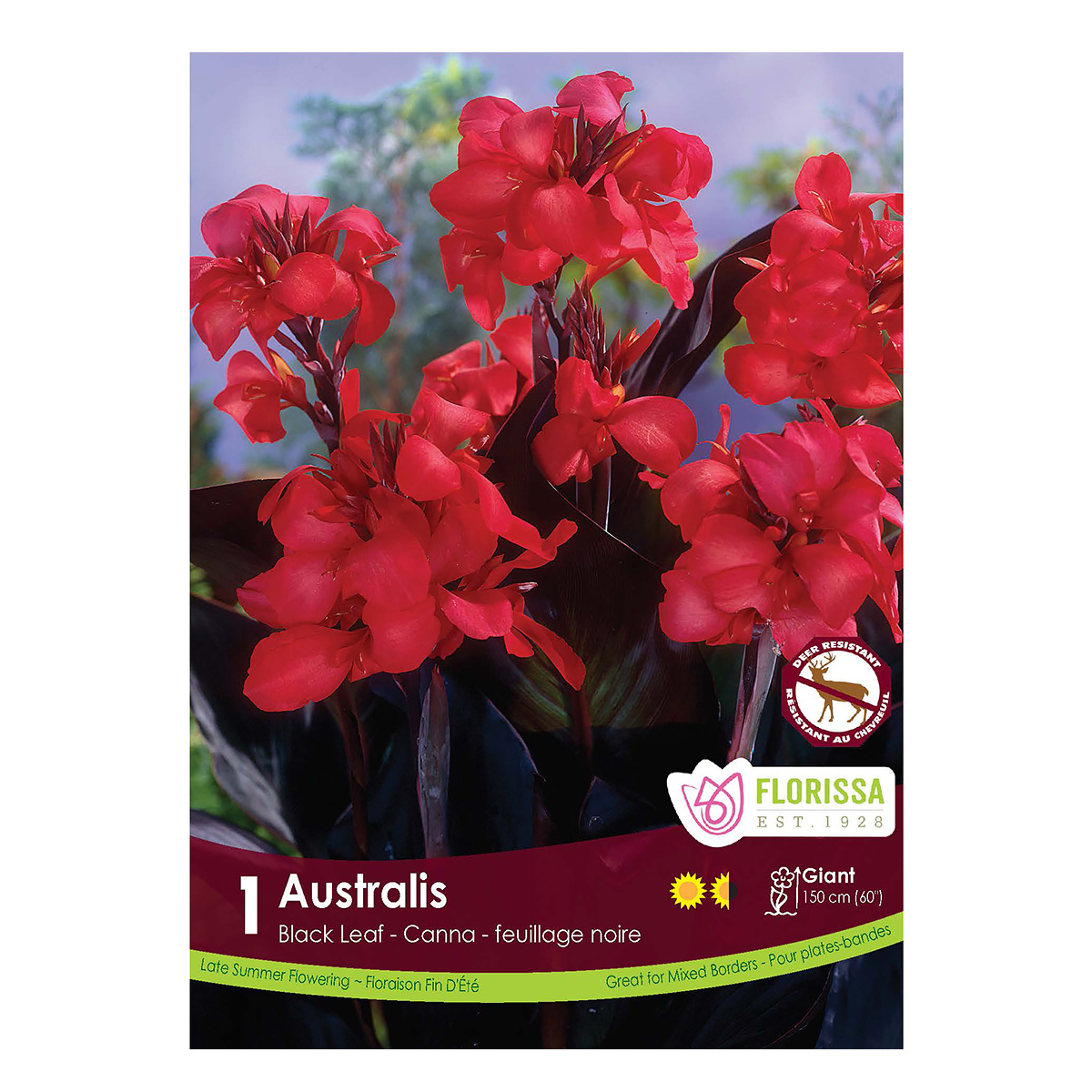 Canna 'Australis' Bulb