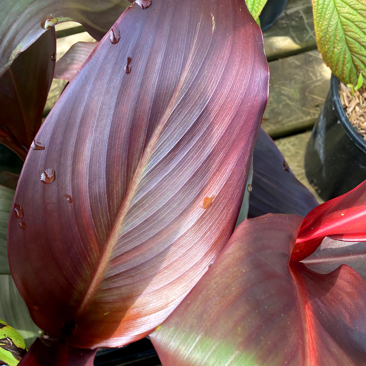 Canna x 'Australis'