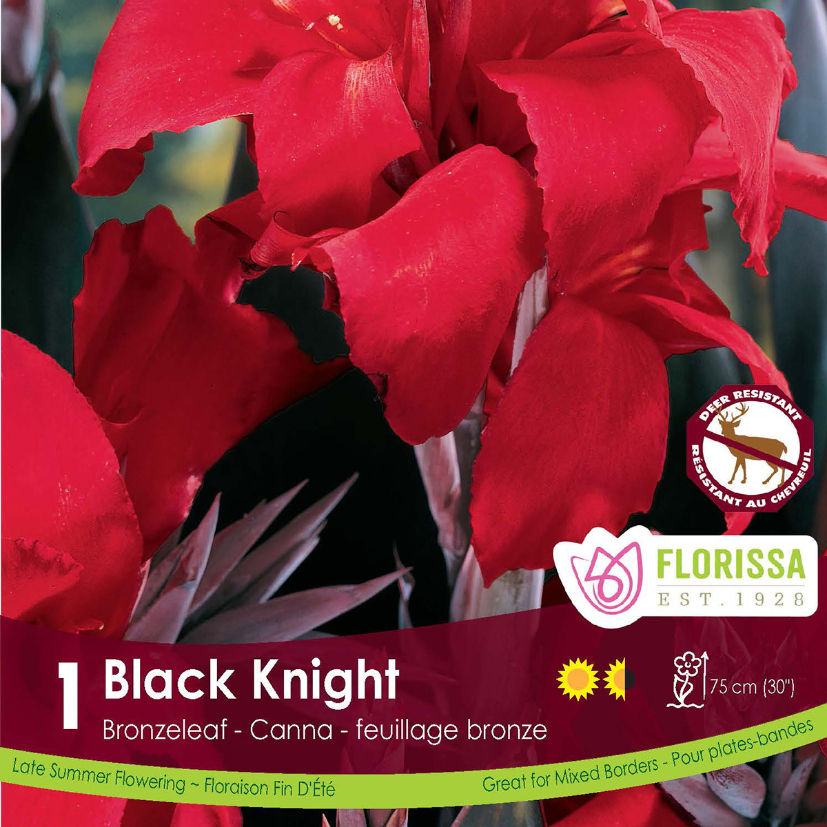 Canna 'Bronze Black Knight' Bulb