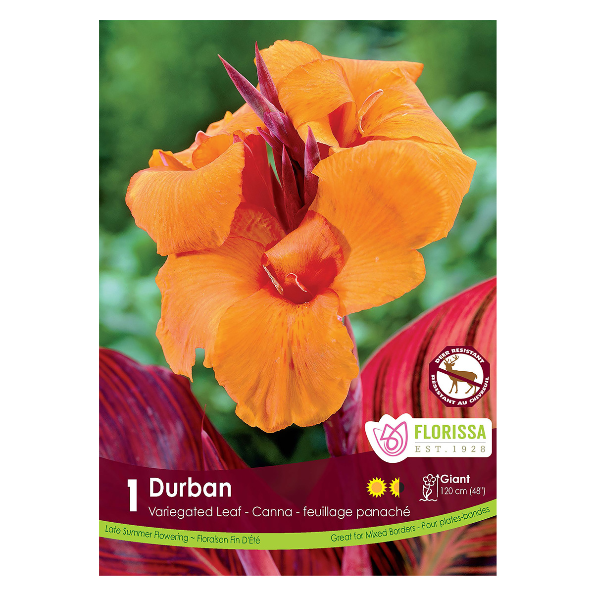 Canna 'Durban' Rhizome