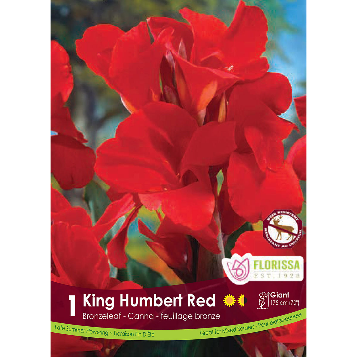 Canna 'Red King Humbert' Rhizome