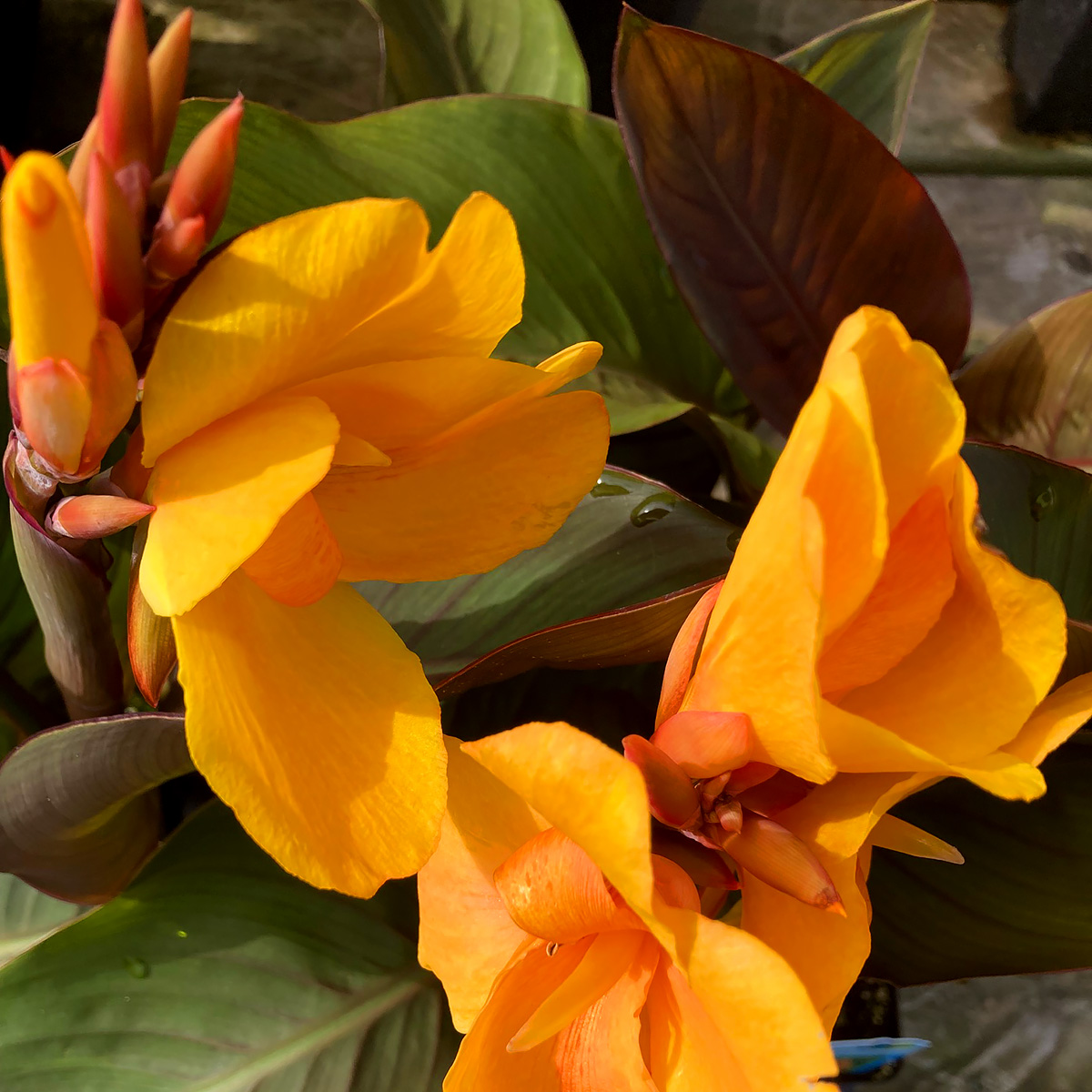 Canna 'Wyoming'