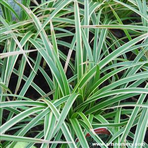 Carex morrowii 'Ice Dance'