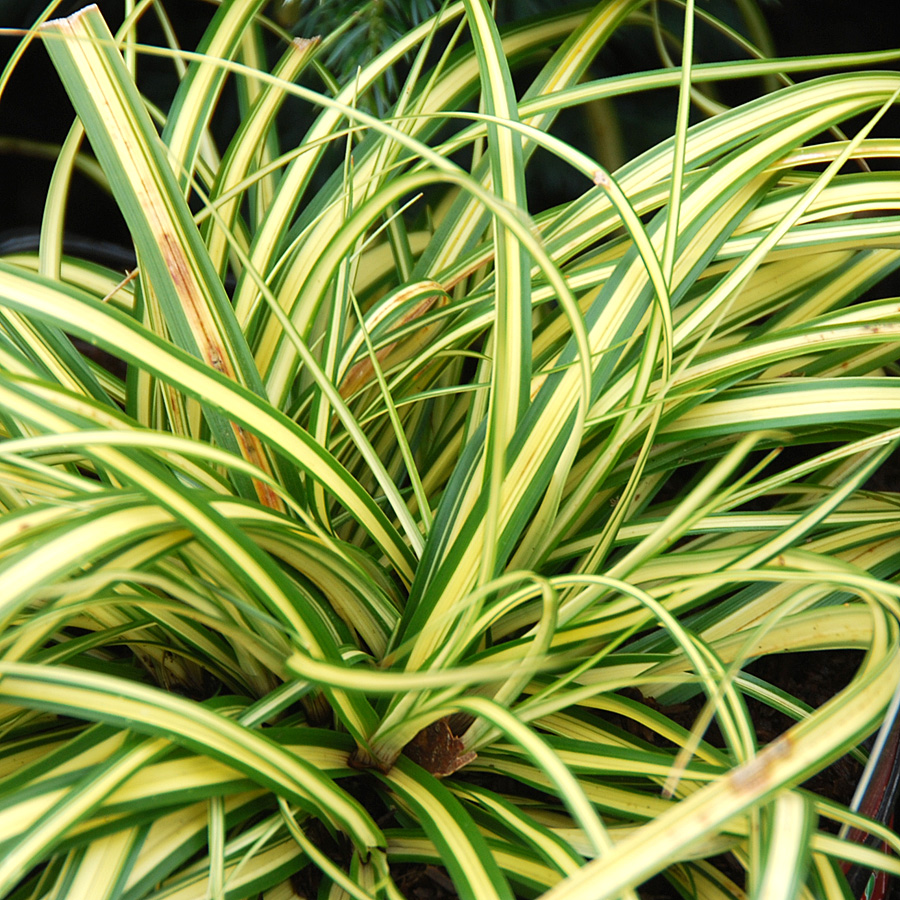 Carex oshimensis 'Evergold'