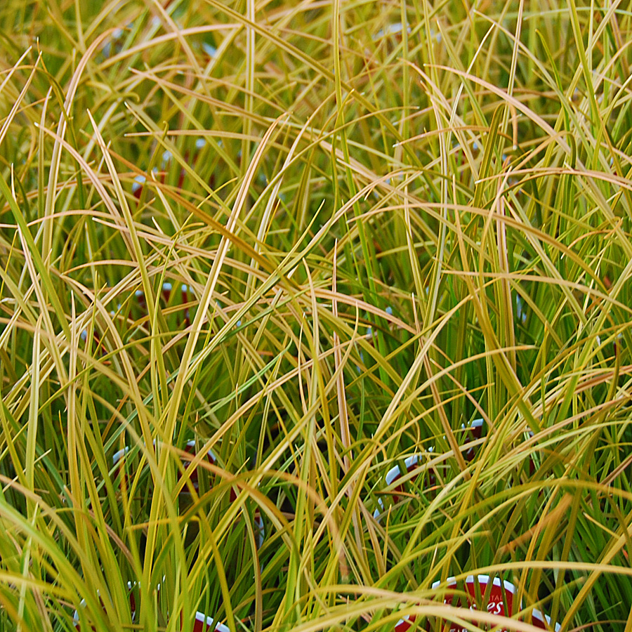 Carex testacea