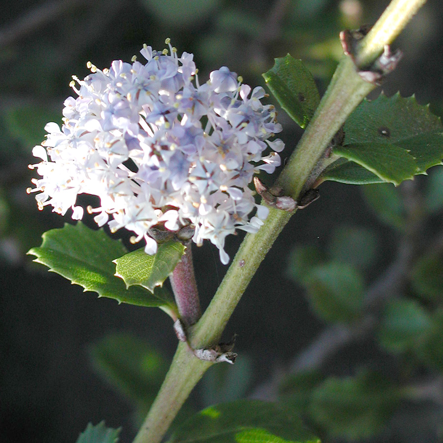 Ceanothus gloriosus