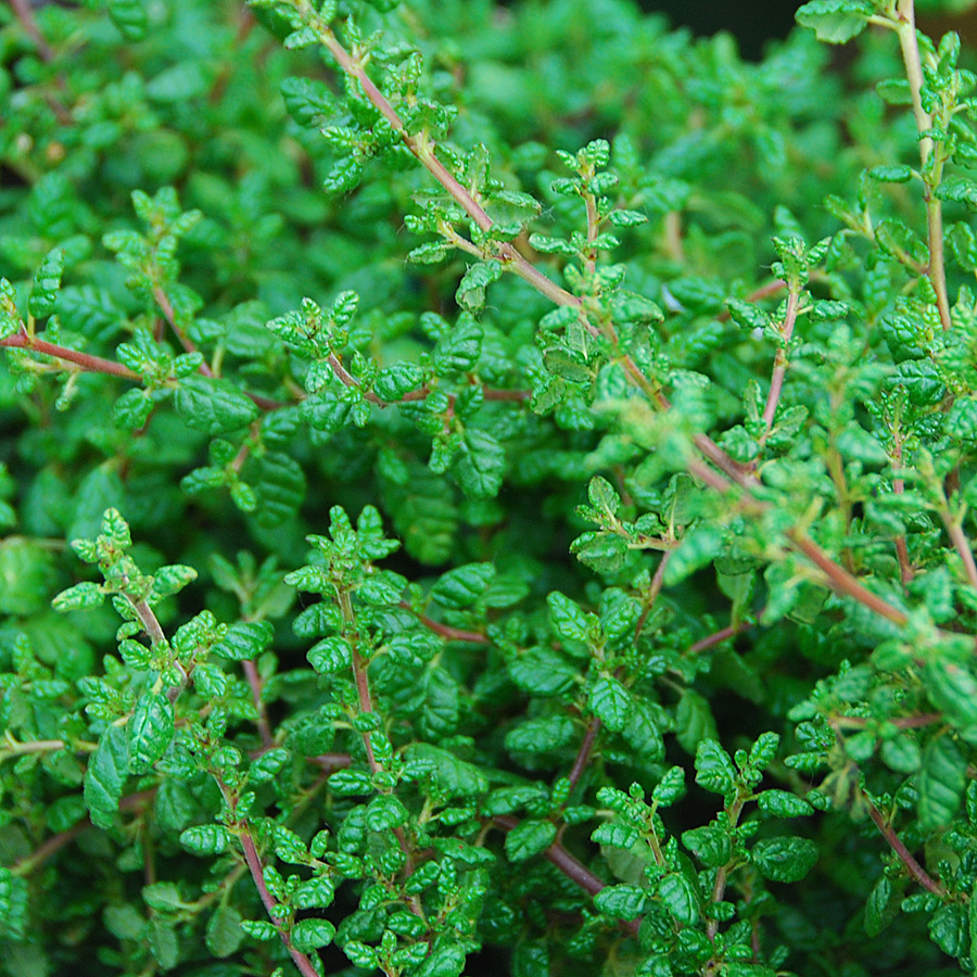 Ceanothus maritimus 'Popcorn'