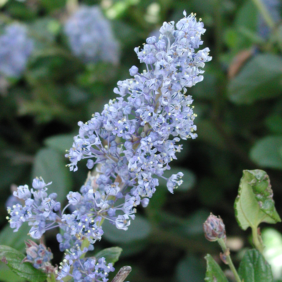 Ceanothus thyrsiflorus var. repens