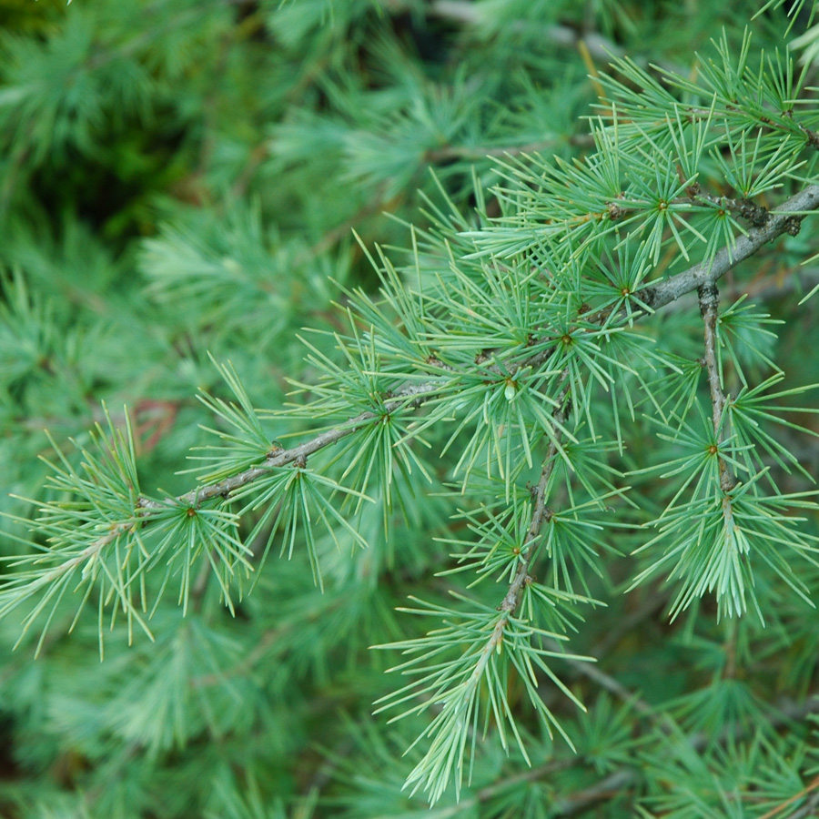 Cedrus deodara