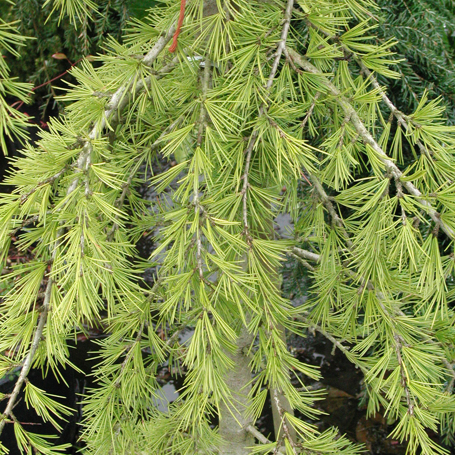 Cedrus deodara 'Aurea'