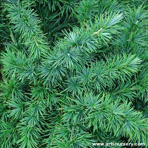 Cedrus deodora 'Divinely Blue'