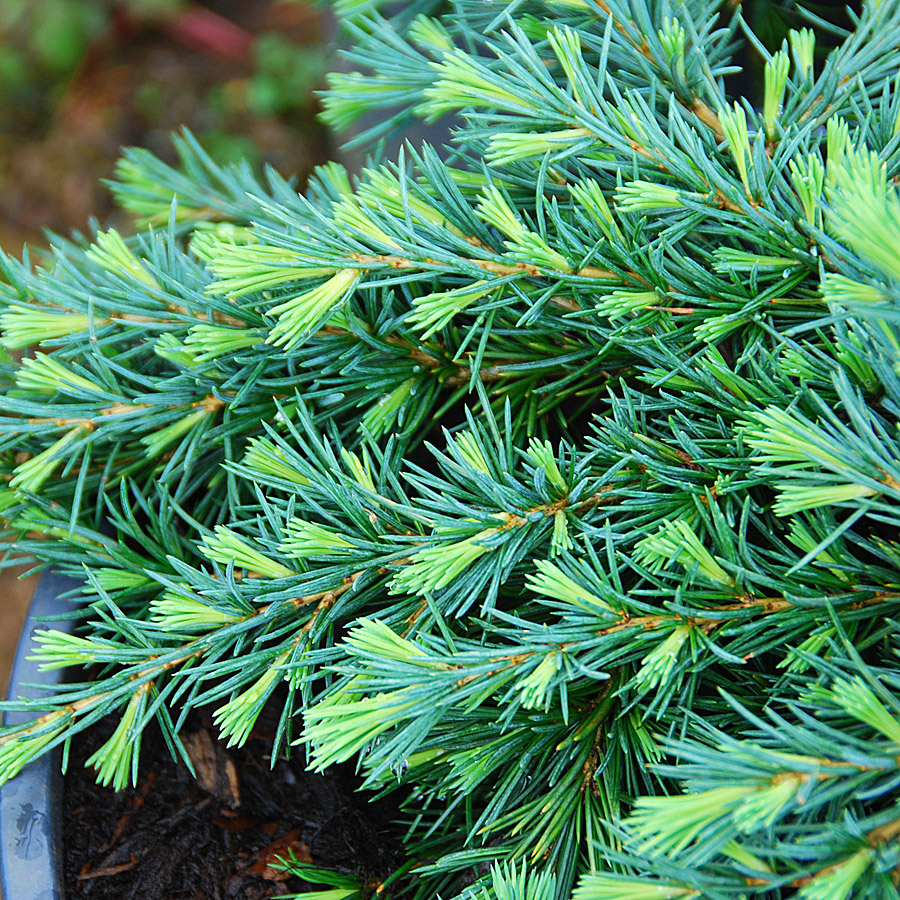 Cedrus deodara 'Feeling Blue'