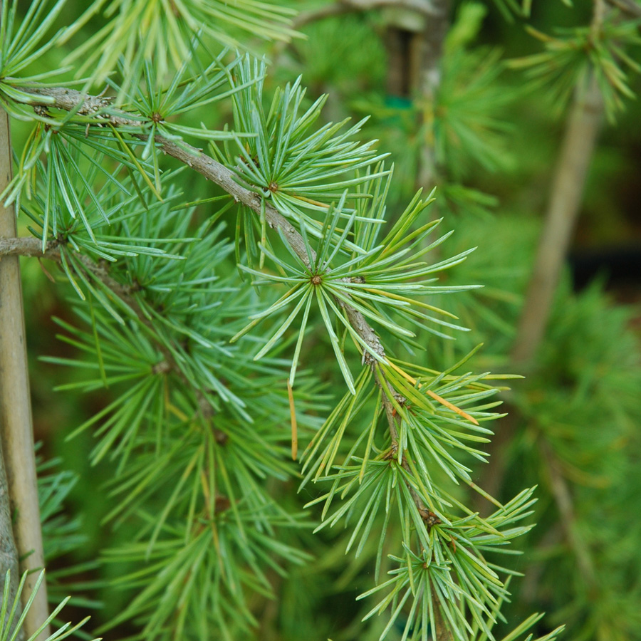 Cedrus libani pendula