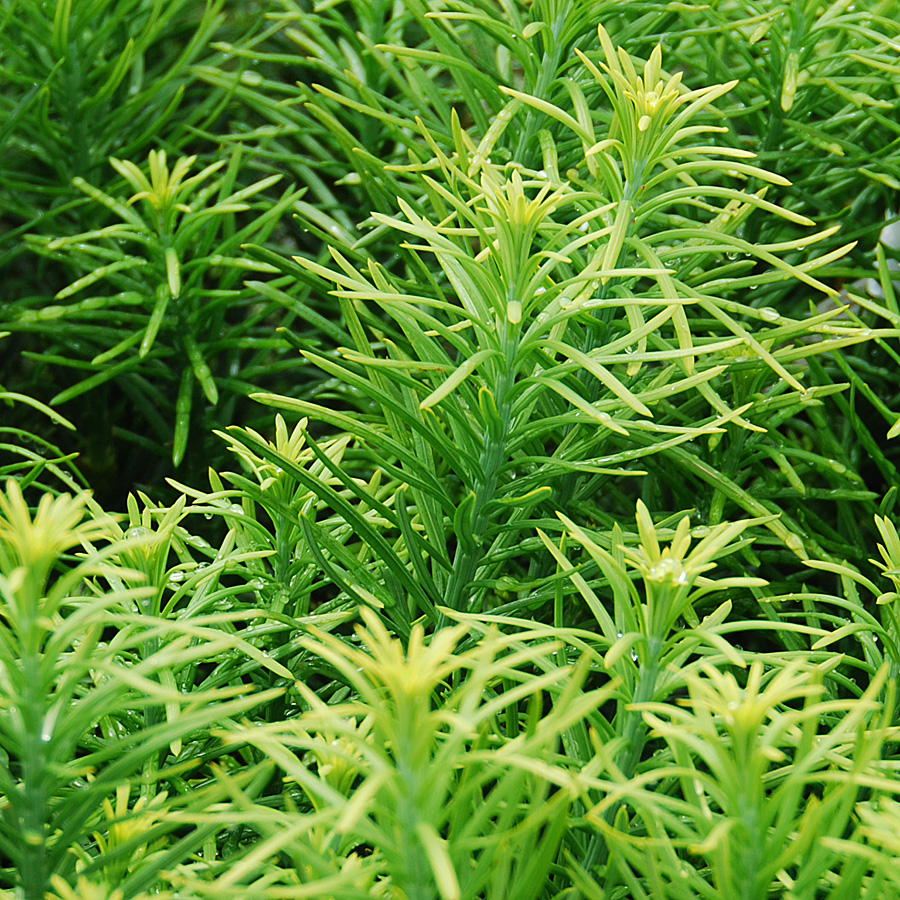 Cephalotaxus harringtonia fastigiata