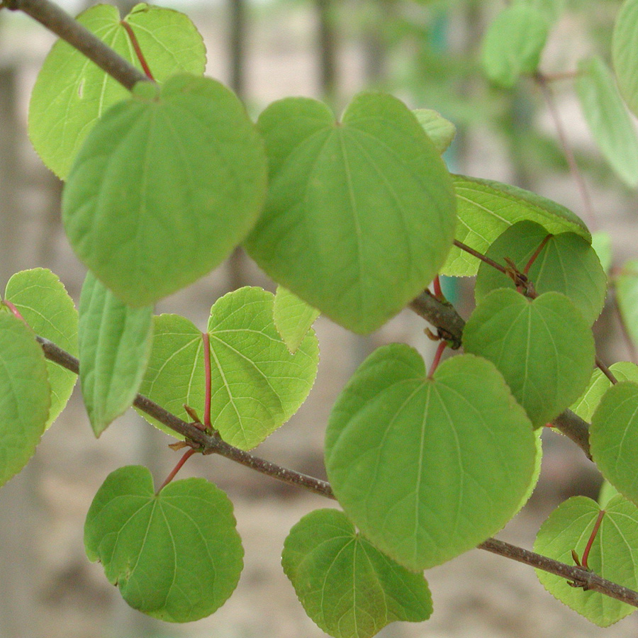 Cercidiphyllum japonicum 'Hanna's Heart' 