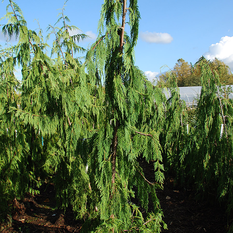 Chamaecyparis noot pendula 'Jubilee'