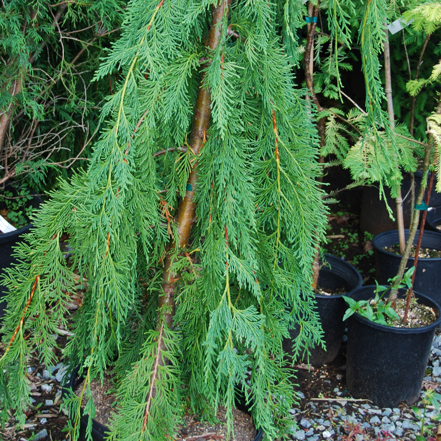 Chamaecyparis nootkatensis pendula