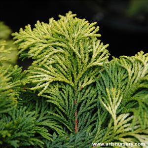 Chamaecyparis obtusa 'Confucious'