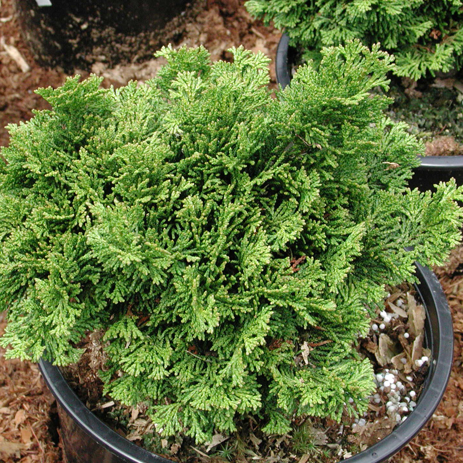 Chamaecyparis obtusa 'Dainty Doll'