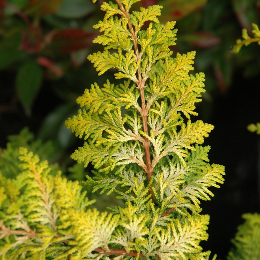 Chamaecyparis obtusa 'Fernspray Gold'