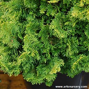 Chamaecyparis obtusa 'Marianne'