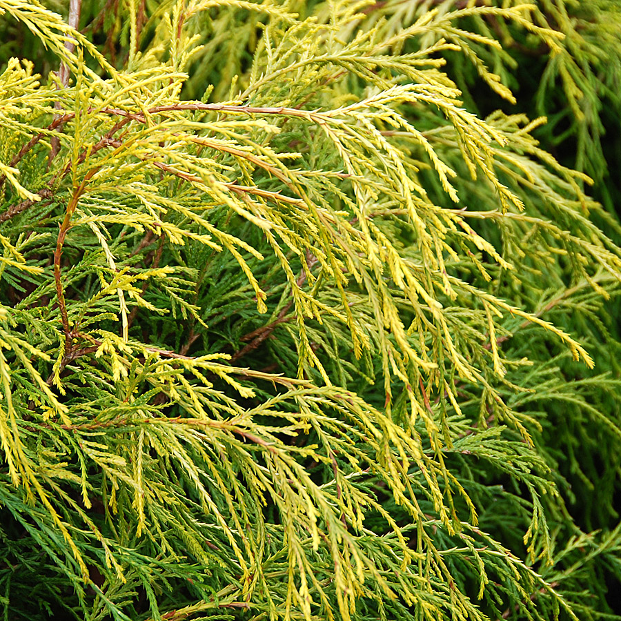 Chamaecyparis pisifera filifera 'Golden Charm'