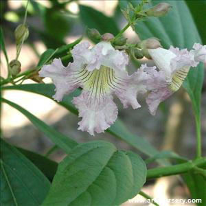 Chitalpa 'Morning Cloud'