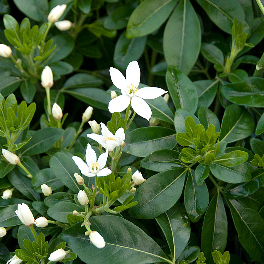 Choisya × dewitteana 'White Dazzler'