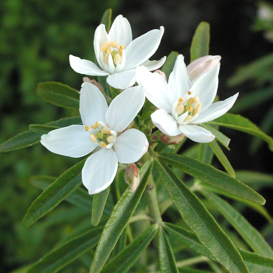 Choisya ternata 'Aztec Pearl'