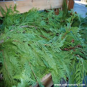 Christmas Greens Cedar