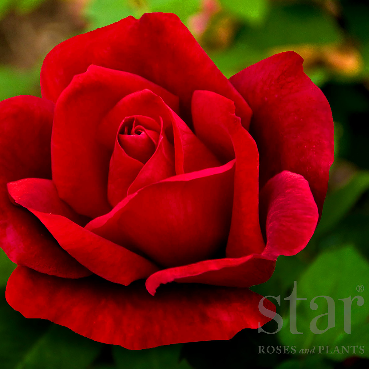 Rosa 'Chrysler Imperial' STD 36in 
