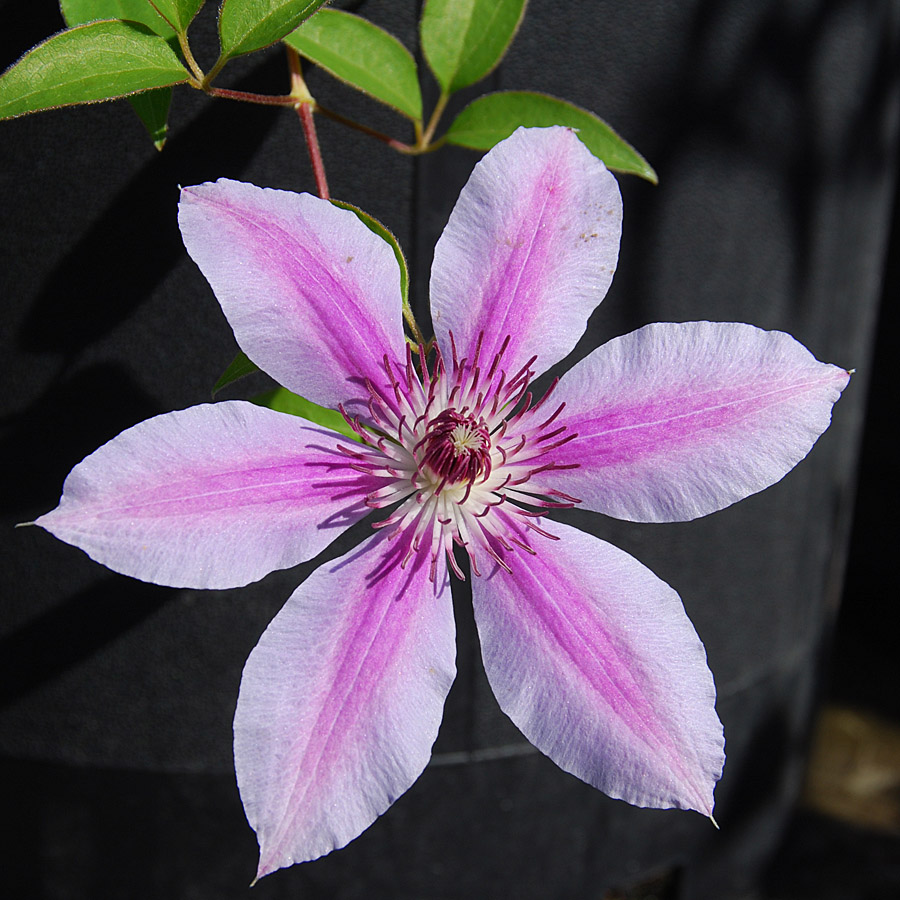 Clematis 'Nelly Moser' 