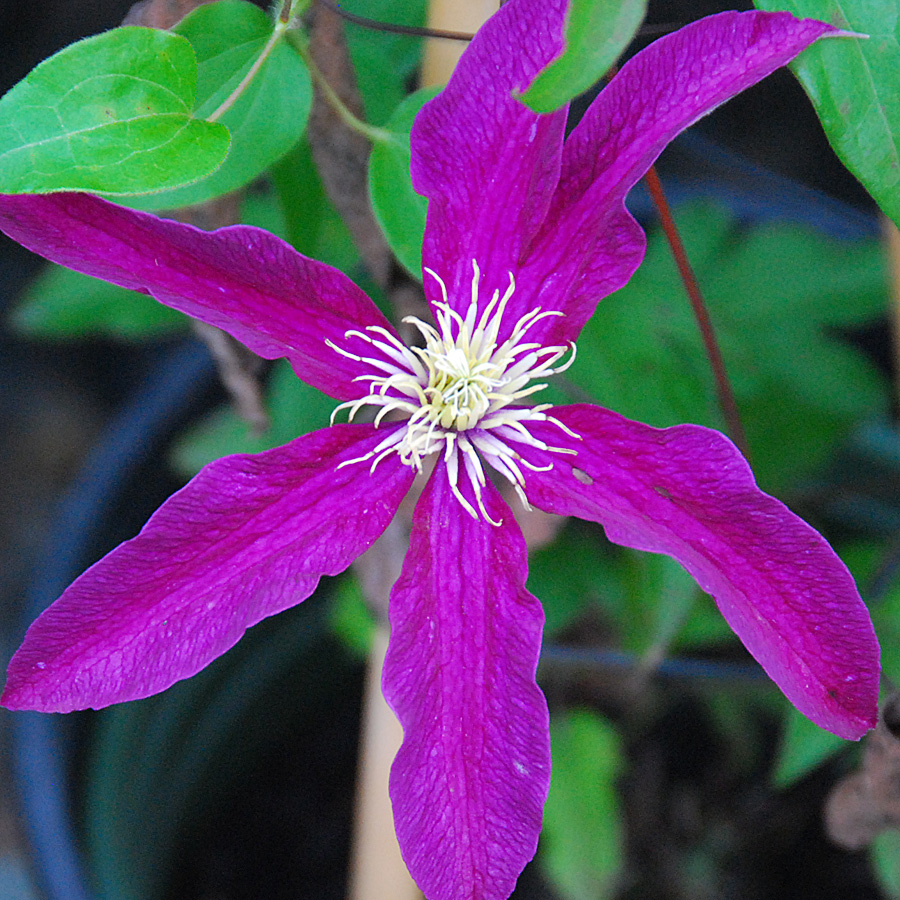 Clematis x 'Niobe'