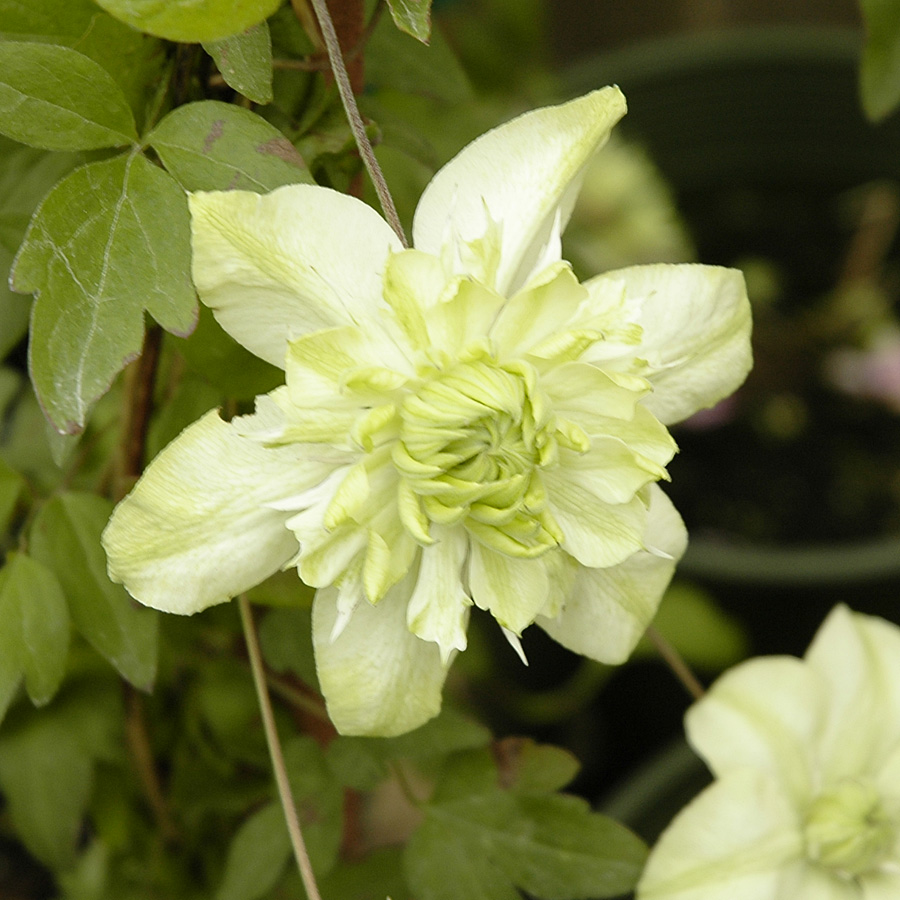 Clematis 'Florida alba plena'