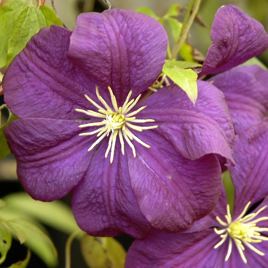 Clematis 'Jackman Superba'