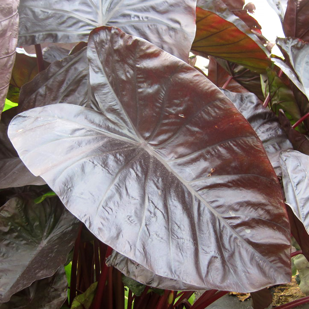 Colocasia esculenta 'Black Coral' 